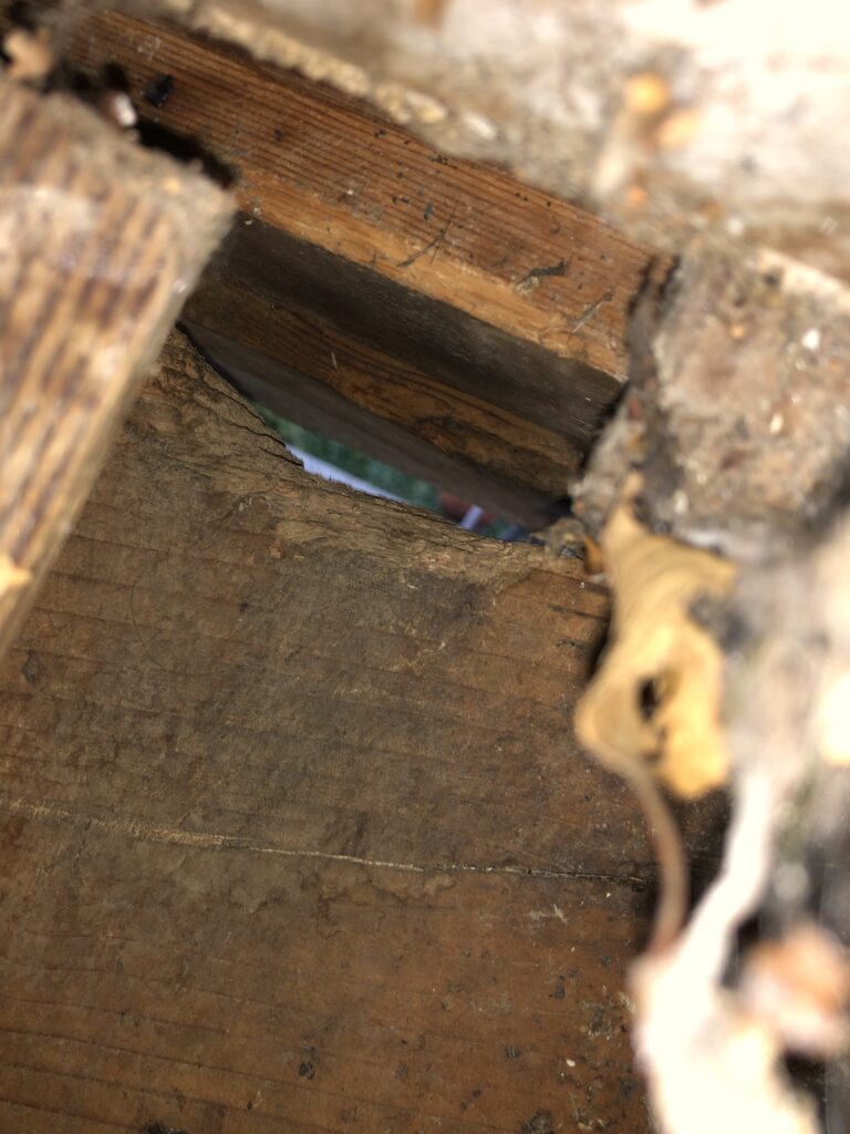 rodent gnawed wood to enter crawl space