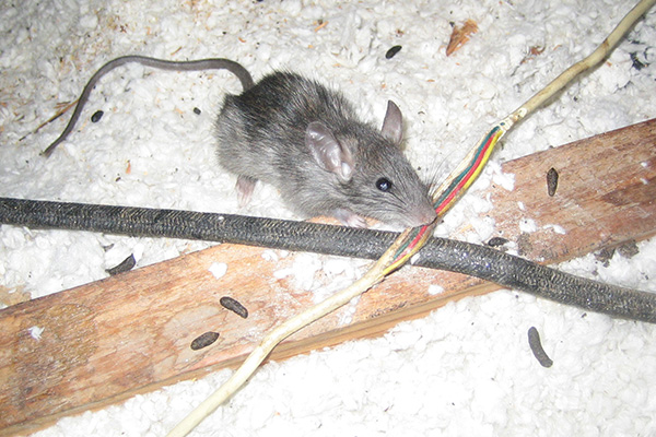 rodent chewing on electrical wire in attic